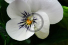 Pansy_001_KTB3105