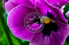 Pansy_002_KTB2839