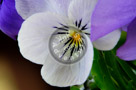 Pansy_003_KTB2822