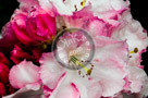 Rhododendrons_006_KTB2947