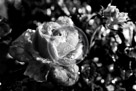 Rose_002_Black_N_White_KMT7458