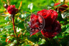 Rose_003_KMT7462