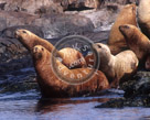 Sea_Lion_on_The_Rocks_01