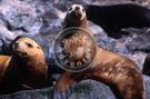 Sea_Lion_on_The_Rocks_03