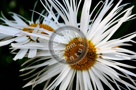 Shasta_Daisy_005_KTB4598