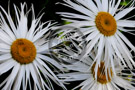 Shasta_Daisy_008_KTB4619