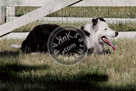 Sheepdog_001_DSC_8761