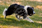 Sheepdog_003_DSC_9387-Edit