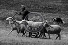 Sheepdog_005_Black_N_White_DSC_9582