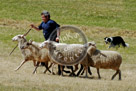 Sheepdog_005_DSC_9582