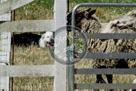 Sheepdog_007_KMT2794