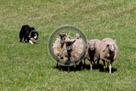 Sheepdog_011_KMT3173