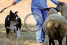 Sheepdog_014_KMT3287