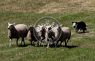 Sheepdog_015_KMT3569