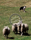 Sheepdog_017_KMT3570