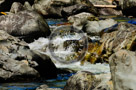 Sooke_River_006_KTA8457