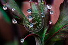 Water_Droplets_004_KTB0722-1