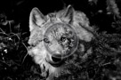 Wolves_Black_N_White_004_KTA5463