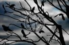 A_Murder_Of_Crows_002_KTA1012