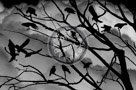 A_Murder_Of_Crows_003_KTA0875