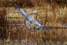 Blue_Heron_Flight_002_KTA0909