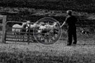 Sheepdog_004_Black_N_White_DSC9572
