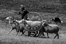 Sheepdog_005_Black_N_White_DSC_9582