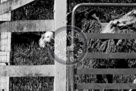 Sheepdog_007_Black_N_White_KMT2794
