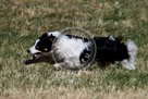 Sheepdog_012_KMT3230-Edit