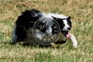 Sheepdog_013_KMT3236 