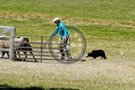 Sheepdog_016_DSC_9365