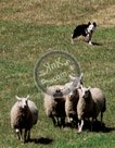Sheepdog_017_KMT3570